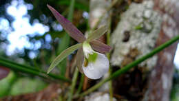 Imagem de Brassavola