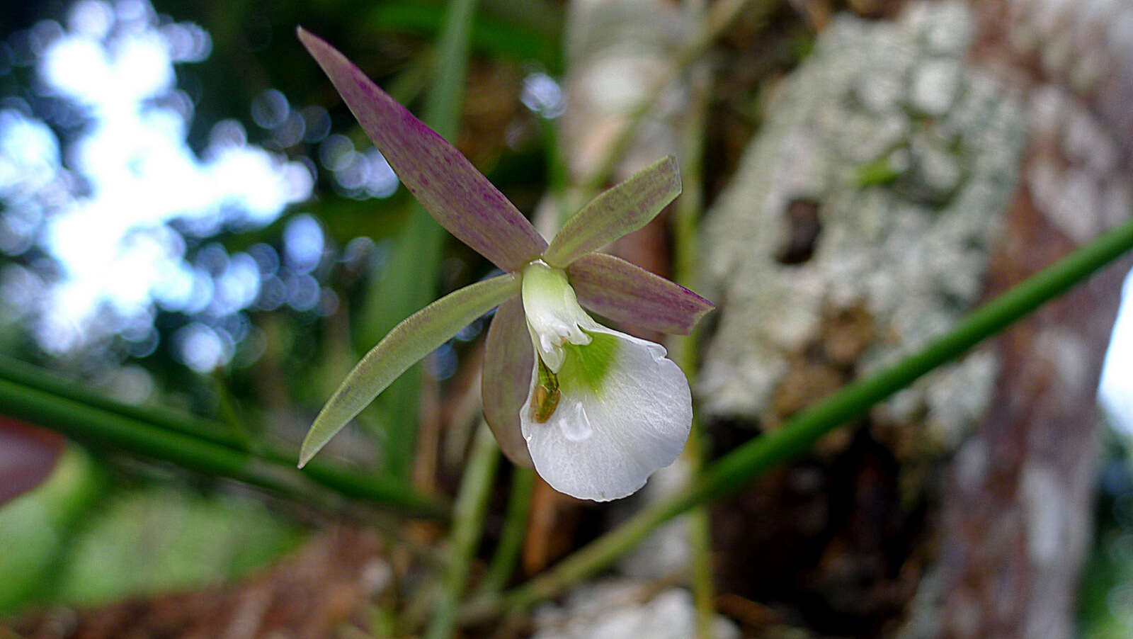 صورة Brassavola reginae Pabst