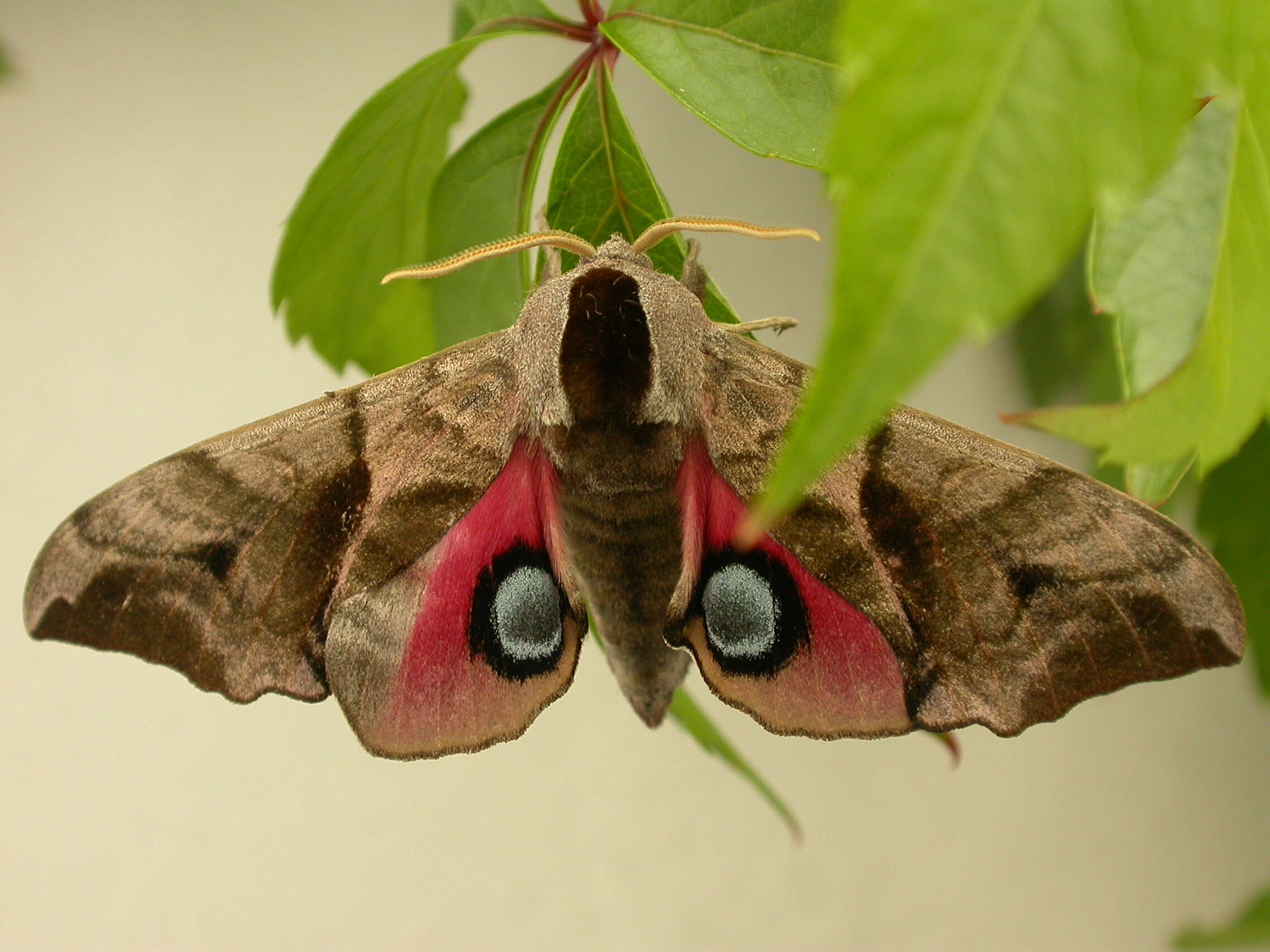 Image of Smerinthus ocellata (Linnaeus 1758)