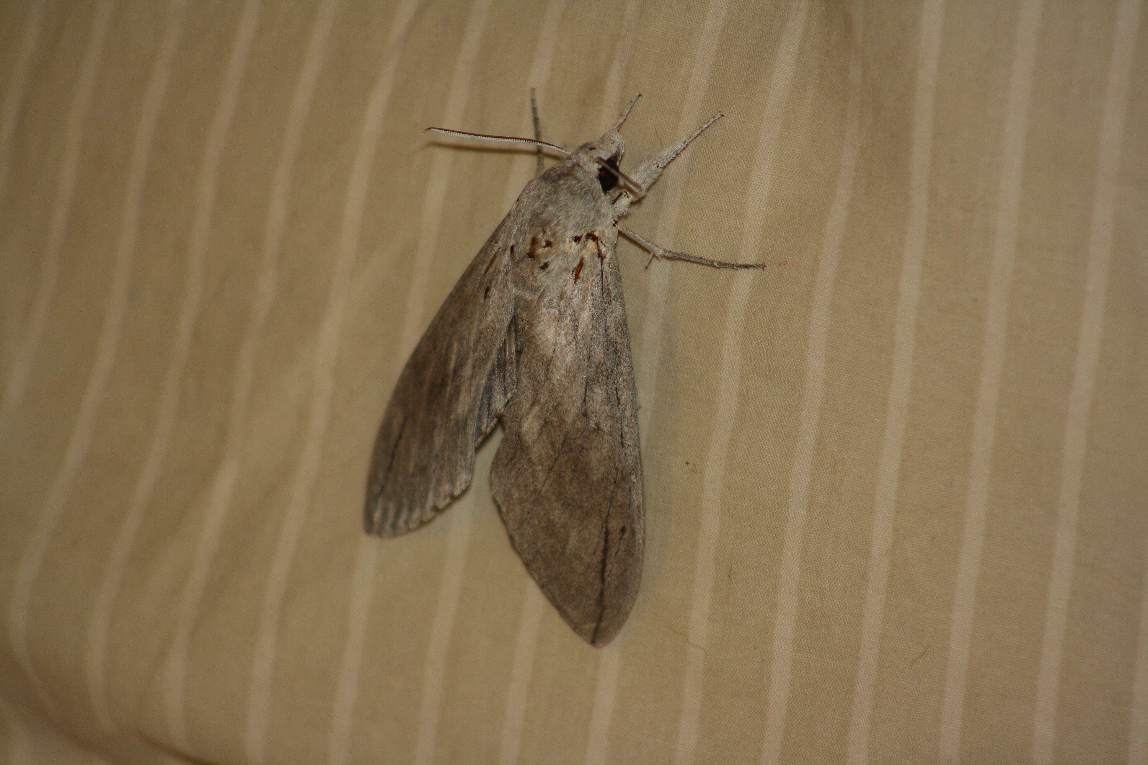 Image of Sphingidae