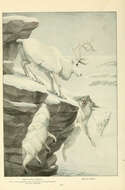 Imagem de Rangifer C. H. Smith 1827