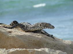 Image of monitor lizards