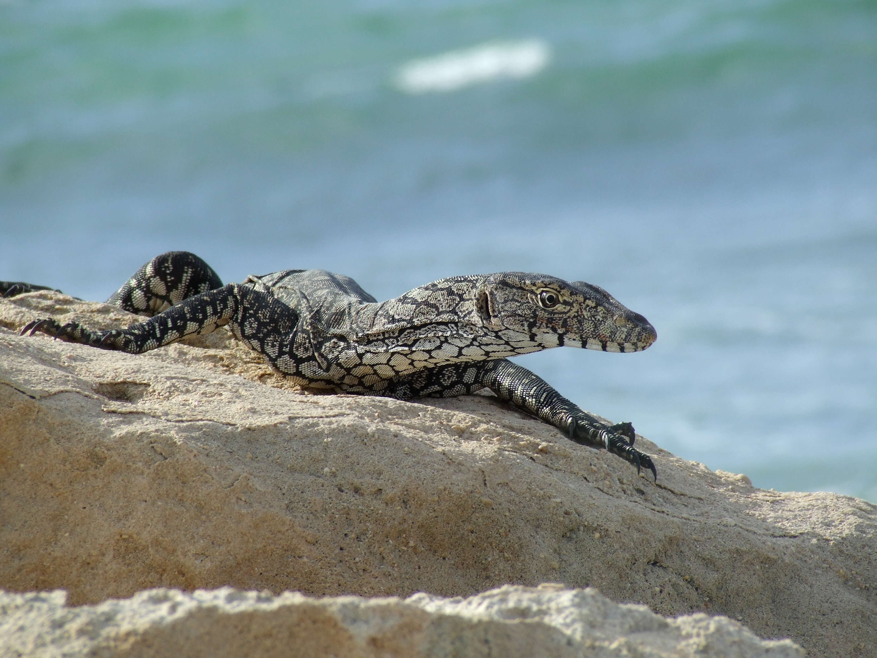 Image of monitor lizards