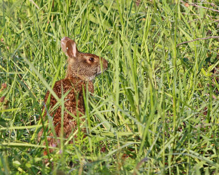 Imagem de Sylvilagus palustris (Bachman 1837)