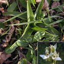 Image of Chloraea membranacea Lindl.