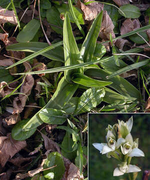 Image of Chloraea membranacea Lindl.