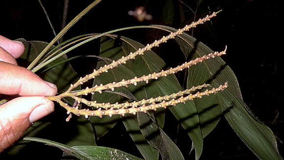 Image de Geonoma pauciflora Mart.