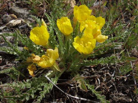 Image of tansyleaf evening primrose