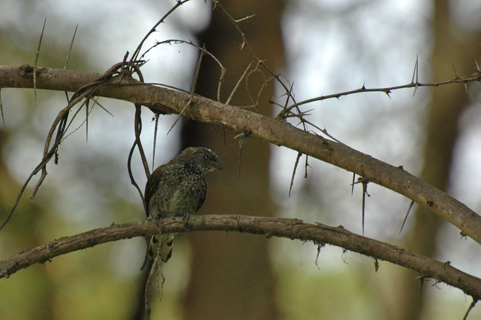 Image of honeyguides