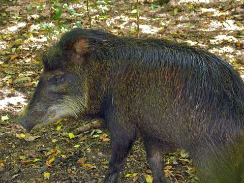 Image of white-lipped peccary