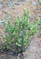 Image of False Boronia