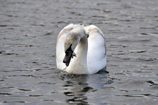 Image of Trumpeter Swan