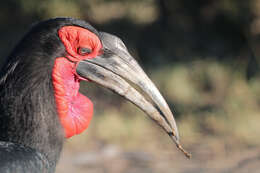 Image of ground-hornbills