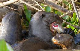 Image of giant otter