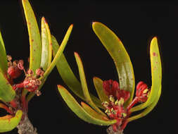 Image of Picrodendraceae
