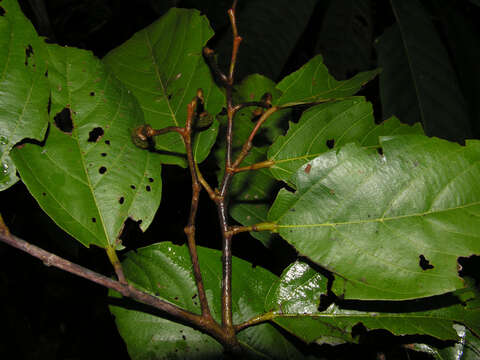 Image of Apeiba membranacea Spruce ex Benth.