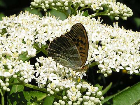 Imagem de Argynnis paphia Linnaeus 1758