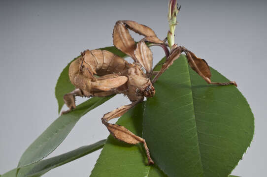 Image of Extatosoma tiaratum (Macleay & W. S. 1826)