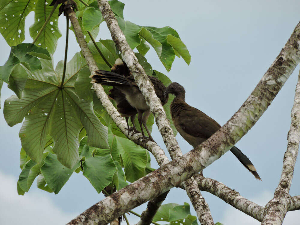 Image of Gray-headed Chachalaca