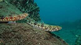 Image of Variegated lizardfish