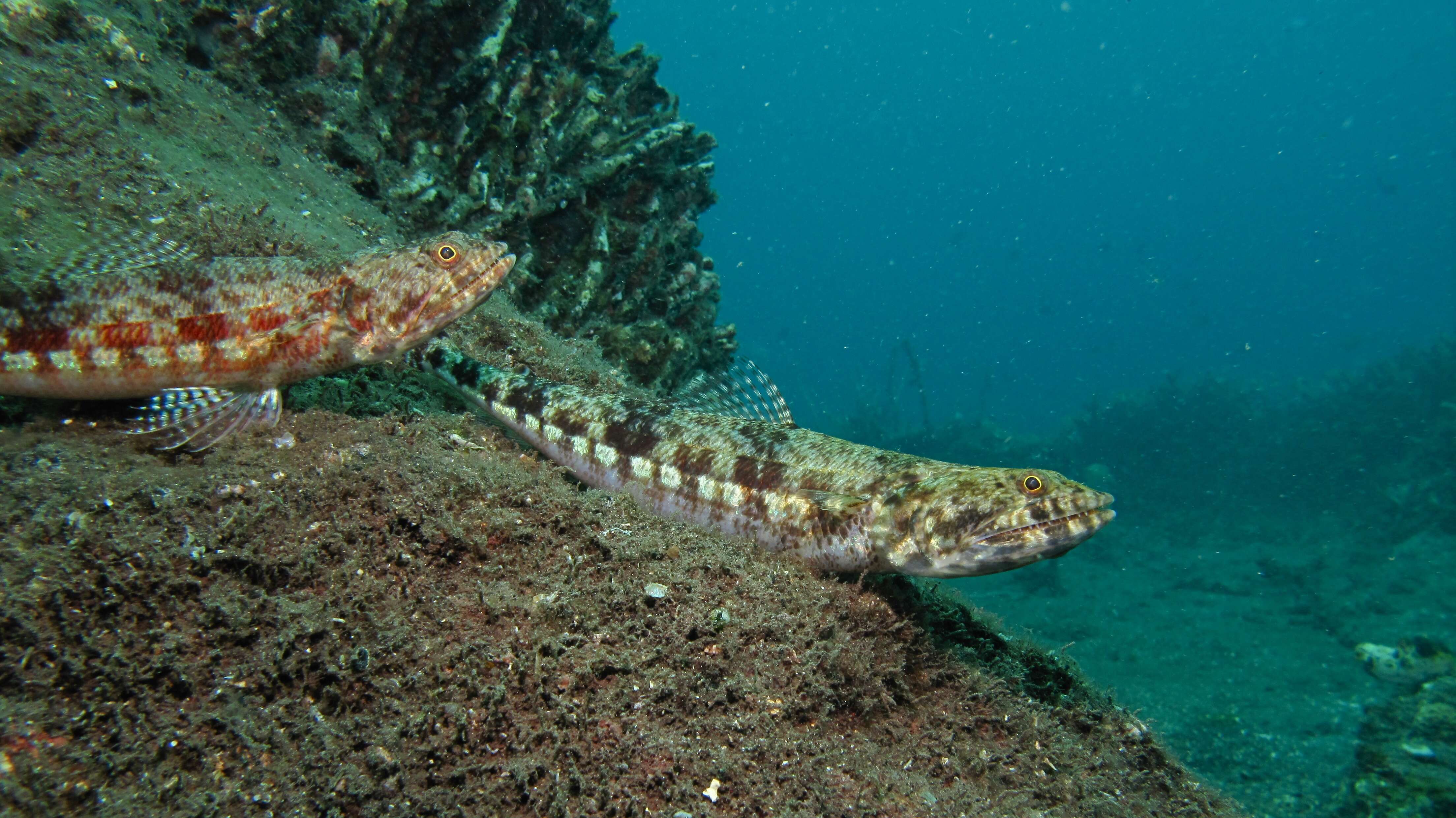 Image of lizardfish