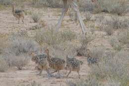 Image of South African Ostrich