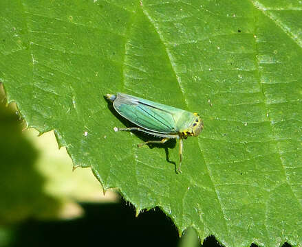 Image of Cicadella