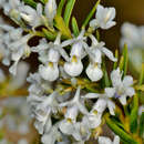 Sivun Pigea floribunda subsp. floribunda kuva