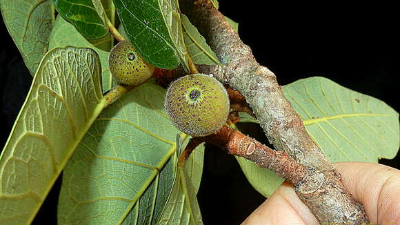 Ficus gomelleira Kunth & Bouche resmi