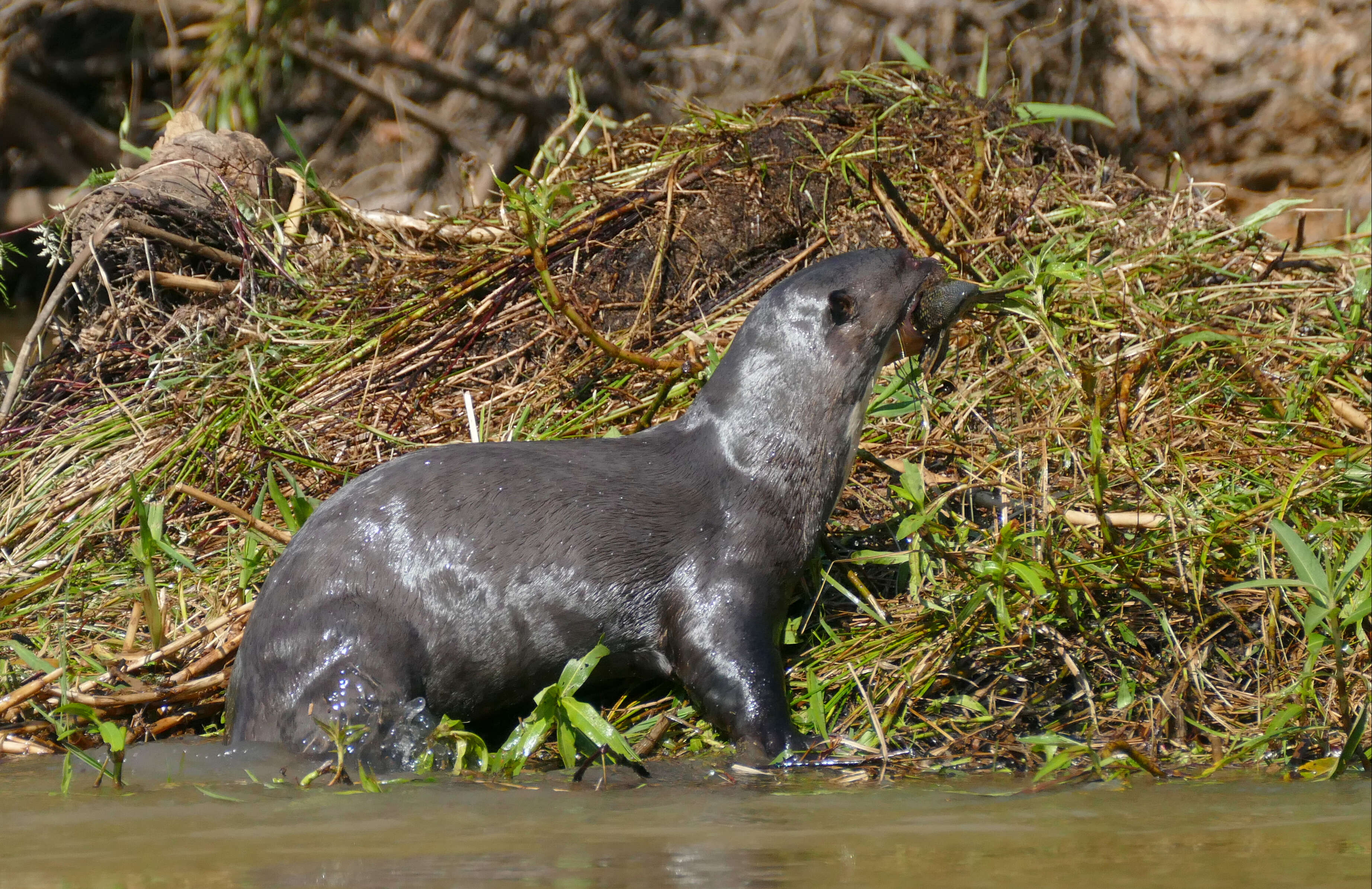 Image of giant otter