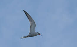 Image of Common Tern