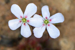 Image of Drosera spilos N. Marchant & Lowrie