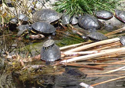 Image of slider turtle, red-eared terrapin, red-eared slider