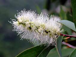 Image of melaleuca