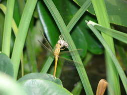 Image of Southern Skimmer