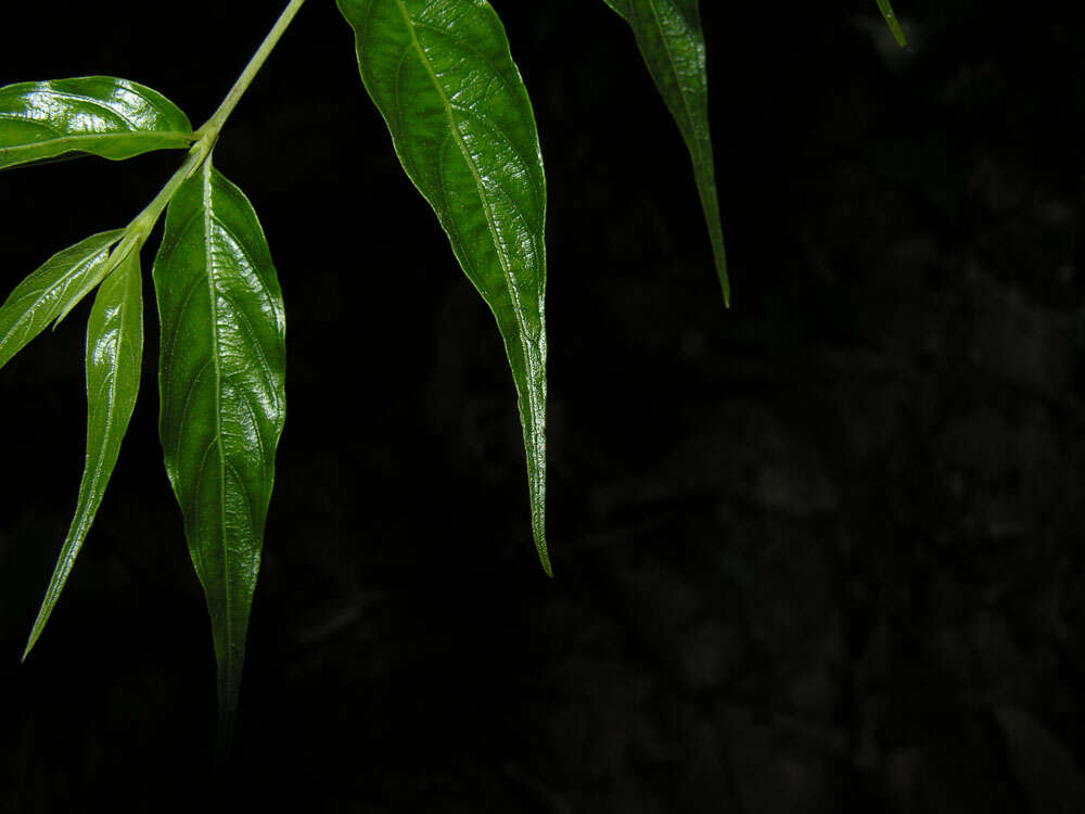 Image of Gonzalagunia osaensis C. M. Taylor