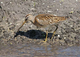 Image of Dowitcher