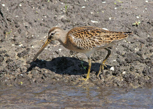 Image of Short-billed Dowitcher