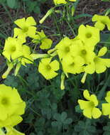 Image of Bermuda buttercup