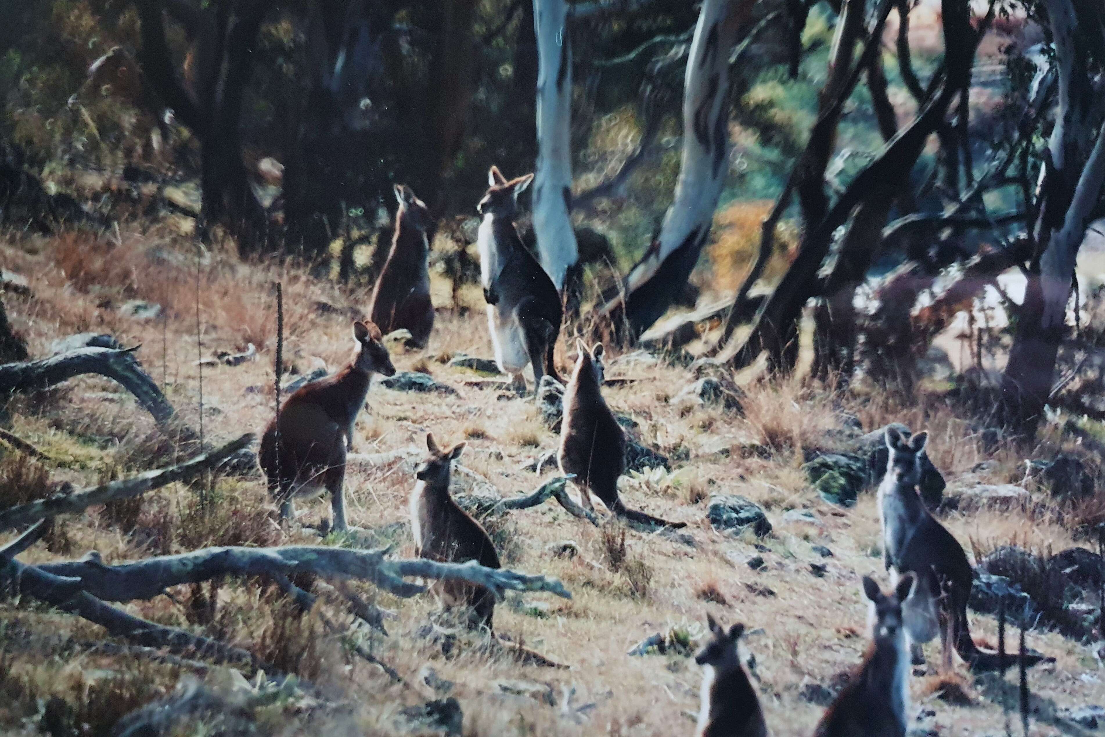 Image of Macropus giganteus giganteus Shaw 1790