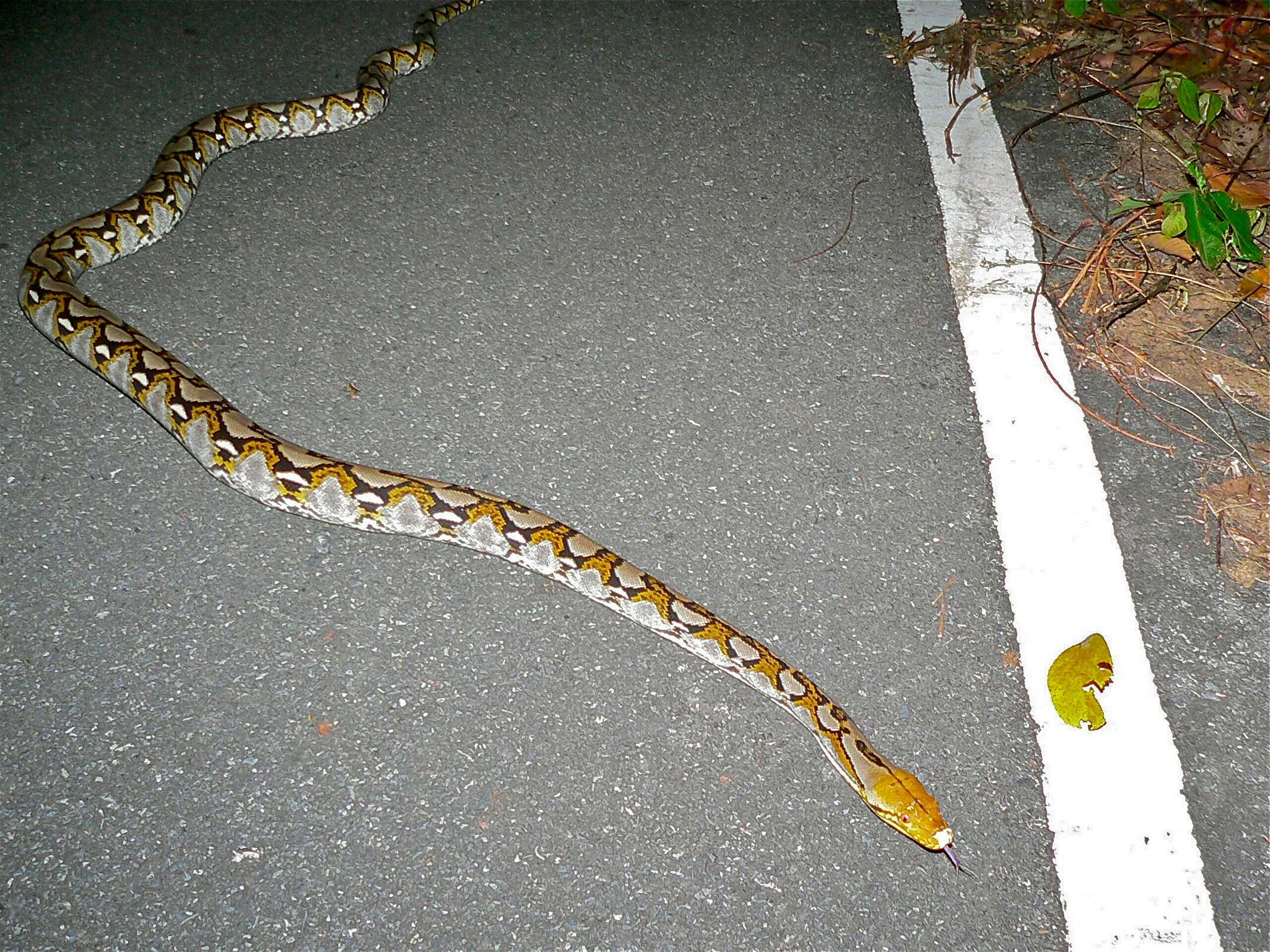 Image of <i>Broghammerus reticulatus</i> Schneider 1801