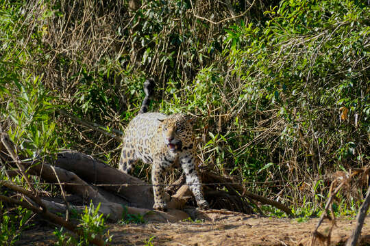 Image of big cats