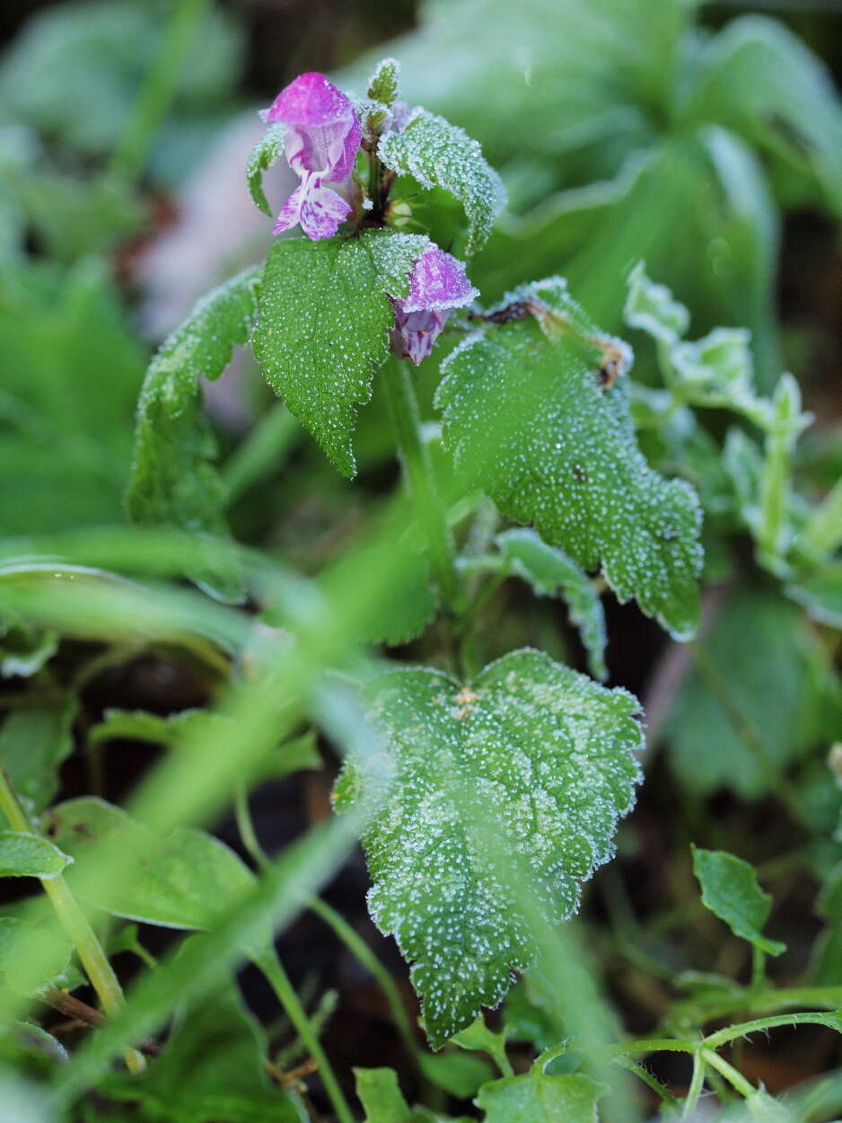 Image of spotted dead-nettle