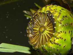 Image of Dotleaf waterlily