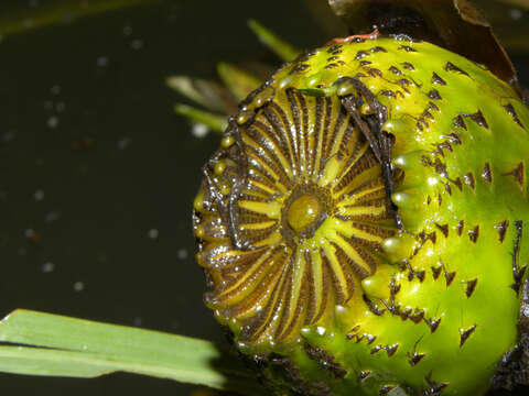 Image of Dotleaf waterlily