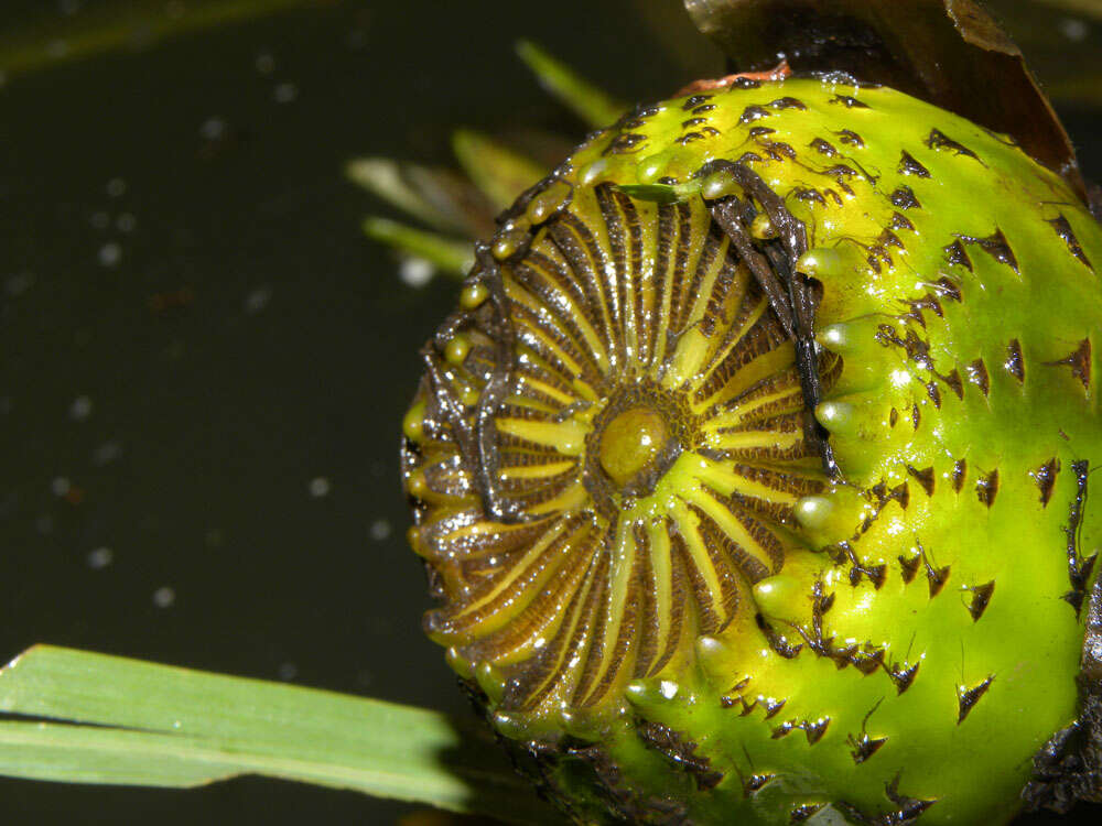 Image of waterlily