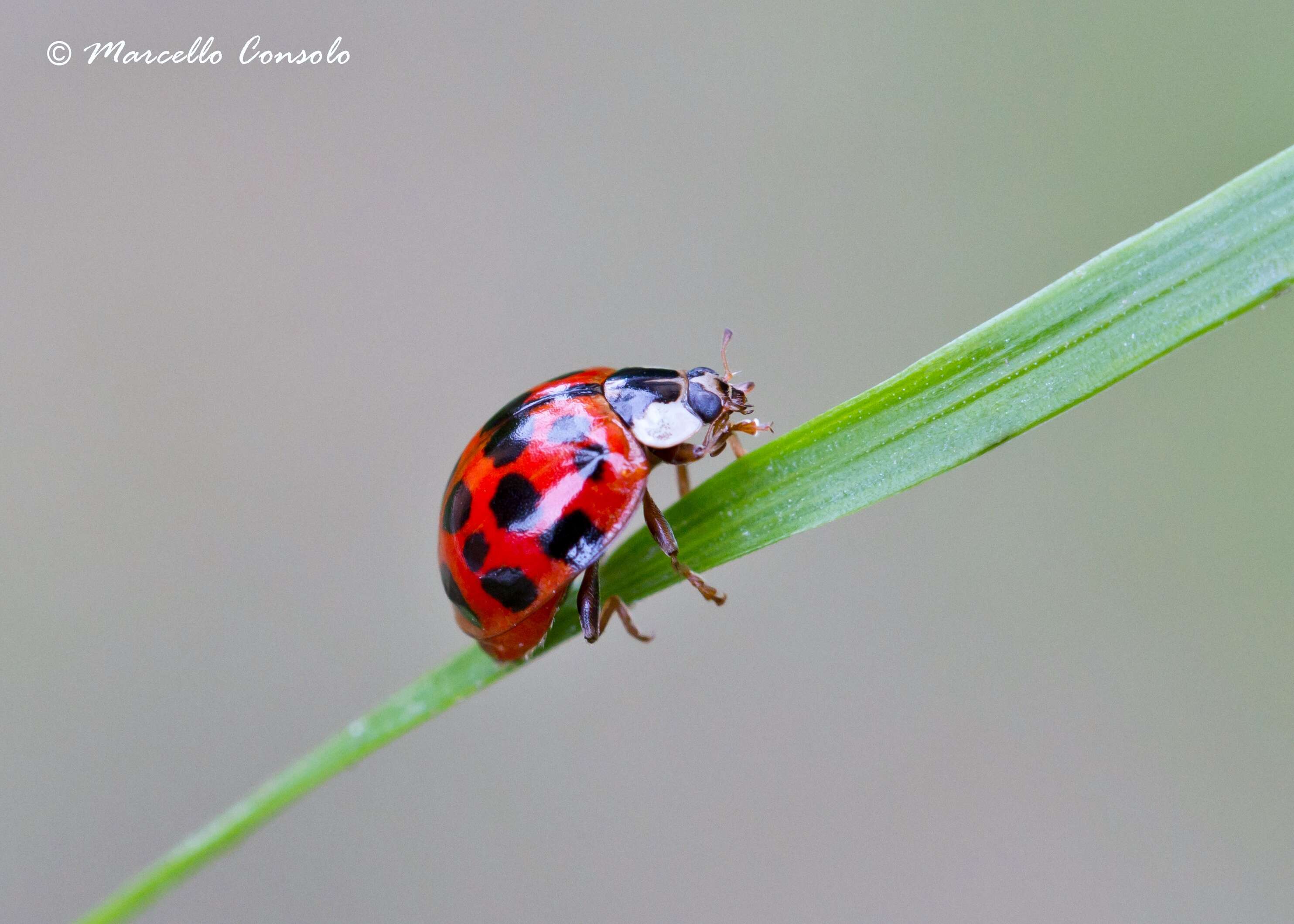 Image of Harmonia axyridis (Pallas 1773)