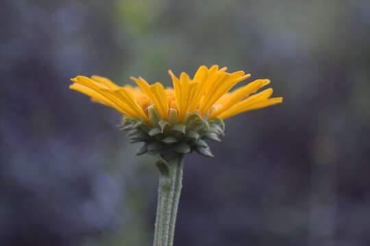 Image of oneflower honeycombhead