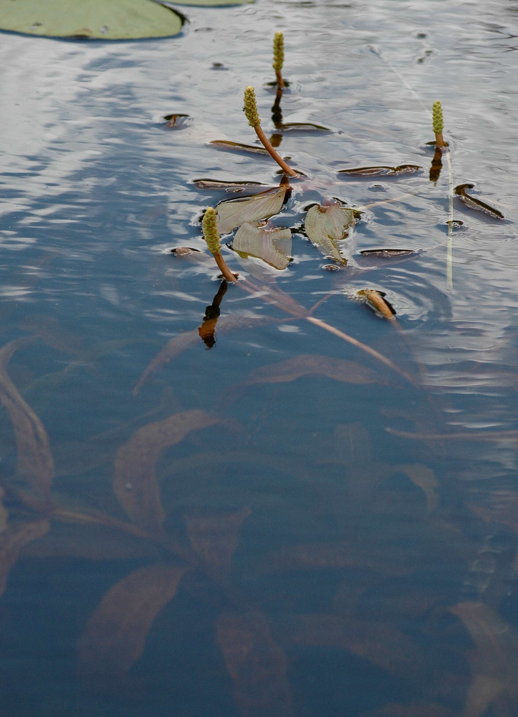 Image of pondweed