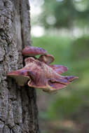 Image of Fistulinaceae